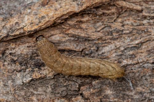 Noctua sp.